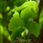 zeneara GinkgoB