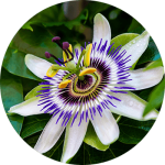 zenera passionflower